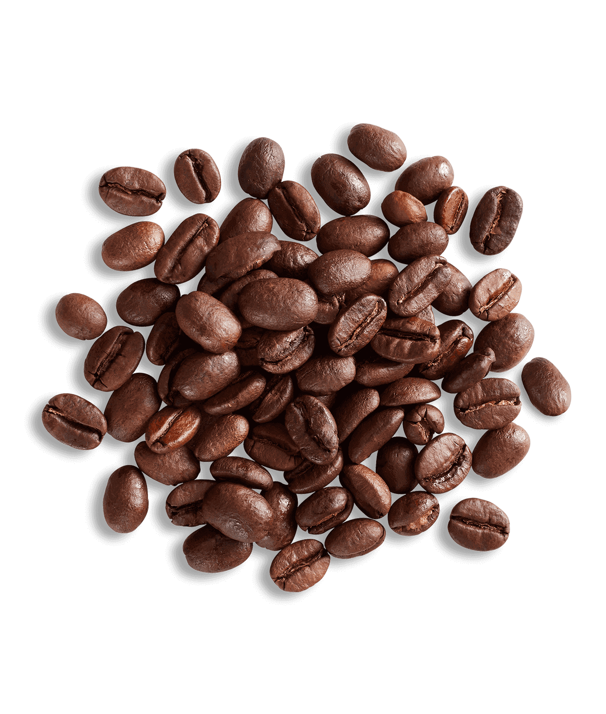 Vine & Walnut Autumn 2026